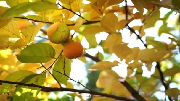 Owoce Persymony Pomarańczowej Wśród Żółtych Liści Gałęziach Drzew Ogrodzie Wysokiej — Wideo stockowe