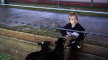 Küçük bir çocuk yeşil çimlerle çevrili bir ağılda bir grup koyunu beslerken eğleniyor. Etkinlik, küçük kıza neşe ve eğlence getiren boş bir etkinlik.