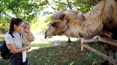 Bir kadın ve bir çocuk, bir köpek yavrusunu doğal bir manzarada otla besliyorlar. Etobur köpek ellerinden yemek yerken mutludur.