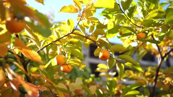 Persymona Pomarańczowa Wisi Gałęziach Wśród Żółtych Liści Jasnym Słońcu Wysokiej — Wideo stockowe