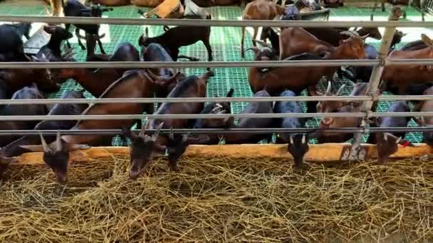 Group Working Animals Horses Gathered Pen Munching Hay Essential Transportation — Stock Video