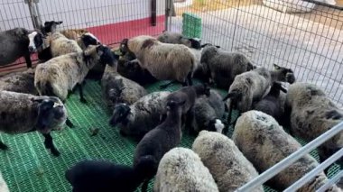 Spor Grubu 'ndan bir köpek cinsi, ağılı bir ağılda otlayan kürklü karasal hayvanlardan oluşan bir sürü güdüyor.