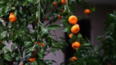 Olgun mandallar yağmurda bir ağacın yeşil dallarında sallanıyor. Yüksek kalite 4k görüntü