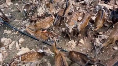 Bir grup geyik, yapraklarla kaplı bir kaya üzerinde duran bir karasal hayvan. Sahne vahşi yaşam ve doğa arasındaki uyumu temsil ediyor.