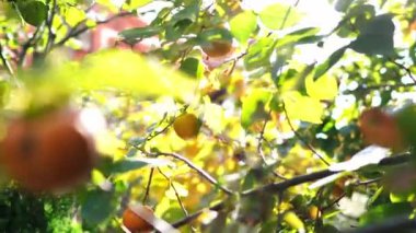 Parlak gün ışığında dallarında olgun meyveler olan hurma bahçesi. Yüksek kalite 4k görüntü