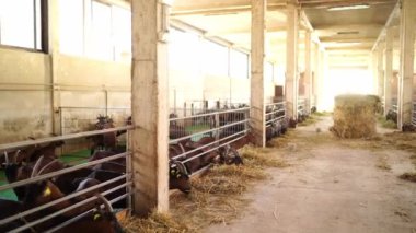 Keçiler çitlerin arkasından sarkarak çiftlikte saman yerler. Yüksek kalite 4k görüntü