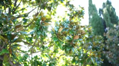 Yoğun yeşil manolya yaprakları güneşin altındaki bir bahçedeki ağaçta. Yüksek kalite 4k görüntü