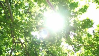 Ağaçların yeşil yaprakları arasından güneş parlıyor. Yüksek kalite 4k görüntü