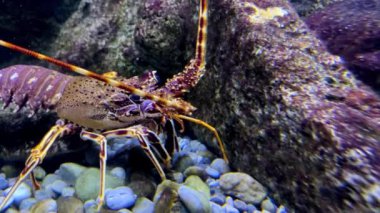 Bir çeşit decapod eklembacaklısı olan elektrikli mavi ıstakoz su altındaki bir akvaryum tankında huzur içinde duruyor.
