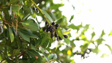 Olgun siyah zeytinler, güneşin dallarındaki yeşil yaprakların arasında. Yüksek kalite 4k görüntü