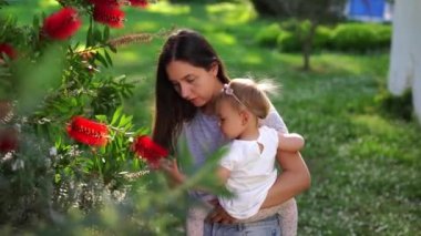 Kollarında küçük bir kızı olan anne bahçede Callistemon 'un kırmızı çiçeklerinin yanında duruyor. Yüksek kalite 4k görüntü