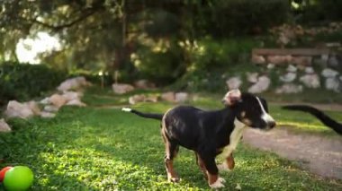 Küçük siyah köpek yavruları çimenlerde oynar, koşar, ısırır ve kavga eder. Yüksek kalite 4k görüntü