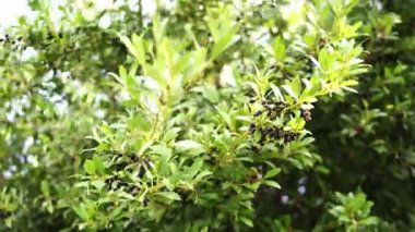 Ağaçtaki yapraklar arasında rüzgarda sallanan siyah zeytinler. Yüksek kalite 4k görüntü