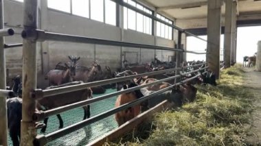 Bir at sürüsü bir binanın içinde huzur içinde saman yiyor. Ahır ahşap çitlerle çevrili, güneş ışığı alan bir pencere ve atlar için bir su yalağı var.