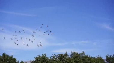 Berrak bir mavi gökyüzünde süzülen kuş sürüsü gür ağaçların üzerinde, kabarık kümülüs bulutları ve uzak bir ufuk ile pitoresk bir doğal manzara yaratıyor.