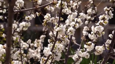 Baharda kiraz ağacı dallarında beyaz yemyeşil çiçekler. Yüksek kalite 4k görüntü