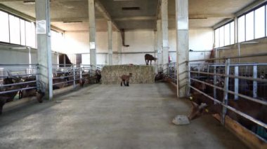 Bir keçi, ahşap eşyalar ve döşemelerle çevrili bir binanın ortasına yerleştirilir. Ahır sağlam ahşap ve metal alaşımlı malzemelerden yapılmıştır.