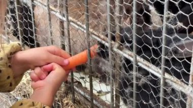 Genç bir kız, zincirli çitlerle çevrili bir kafesteki devekuşuna havuç veriyor. Kuş çimenli toprakta dururken sakin bir şekilde yemek yer.