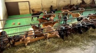 Bir grup keçi çitle çevrili bir çitin içinde samanlığı kemiriyor, yemyeşil çimen manzarası ve ahşap bariyerler ile çevrili.