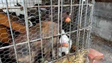 Gagalı kuşlar da dahil olmak üzere çeşitli hayvanlar çitle çevrili bir tel örgü kafesin içinde tutulurlar. Kafes sağlam yapı malzemelerinden yapılmış ve evcil hayvan malzemeleri etrafa saçılmış.