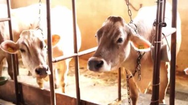 Kahverengi boynuzsuz inekler ahırlarda dikilirken bir besleyiciden saman yerler. Yüksek kalite 4k görüntü