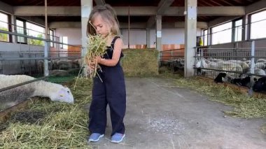 Genç bir kız, yemyeşil çimenler ve ahşap yapılarla çevrili, rahat bir ahırda koyunları besliyor. O, hayvanlar arasında sakin bir zaman geçiriyor.