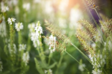 Tarladaki güzel beyaz çiçeklerin ve otların seçici odak noktası.