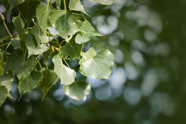 Tarladaki güzel beyaz çiçeklerin ve otların seçici odak noktası.