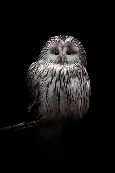 Ural Owl Branch Black Background — Stock Photo, Image
