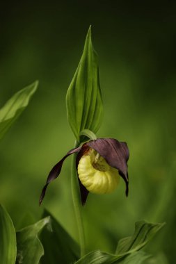 Avrupa 'nın en ayırt edici orkidelerinden biri..