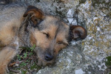 Köpek taşın üstünde uyuyor.