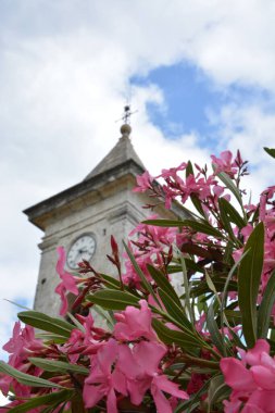 Bahçedeki güzel çiçekler