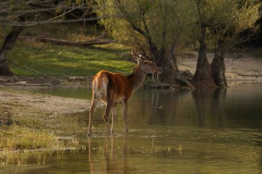 Ormandaki güzel bir geyik resmi.