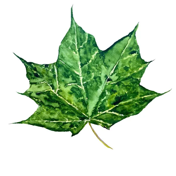 Yeşil Akçaağaç Yaprağı Suluboya Çizimi Çizimi Izole Beyaz Arka Planda — Stok fotoğraf