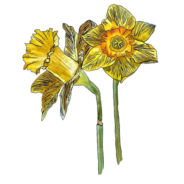 Žlutá Kytice Narcisu Ručně Kreslený Akvarel Ilustrace Izolované Bílém Pozadí — Stock fotografie