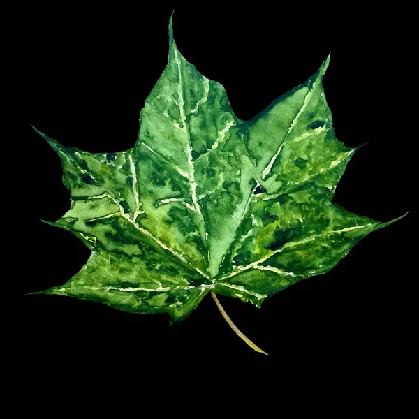 メイプルグリーンの葉水彩イラスト 孤立した手を引く 黒の背景に隔離されてる デザイン 家庭の装飾 ファブリック プリント テキスタイル カード 招待状 — ストック写真
