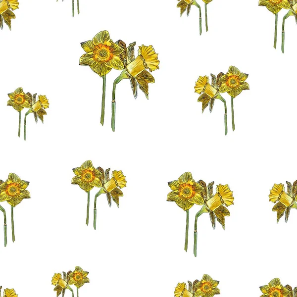 Narciso Padrão Sem Costura Amarelo Ilustração Aquarela Desenhada Mão Isolado — Fotografia de Stock