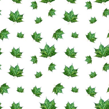Akçaağaç yeşili, dikişsiz desen. El çizimi suluboya çizimi. Beyaz arka planda izole edilmiş. Tasarım, ev dekorasyonu, kumaşlar, baskılar, tekstil, kartlar, davetiyeler, afişler için resim. 