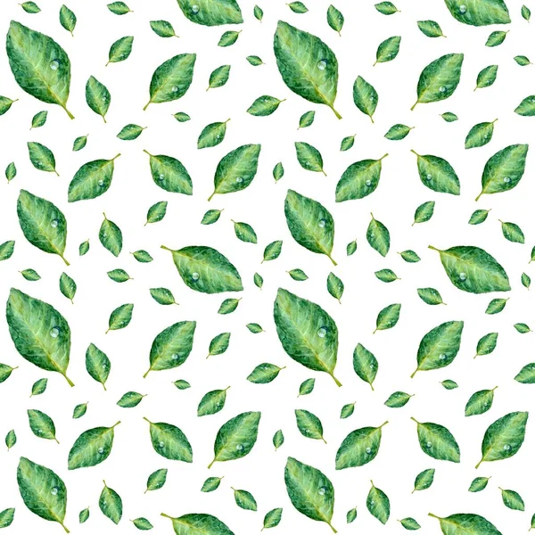 Bladgrönt Med Droppe Sömlöst Mönster Akvarell Illustration Isolerad Vit Bakgrund — Stockfoto