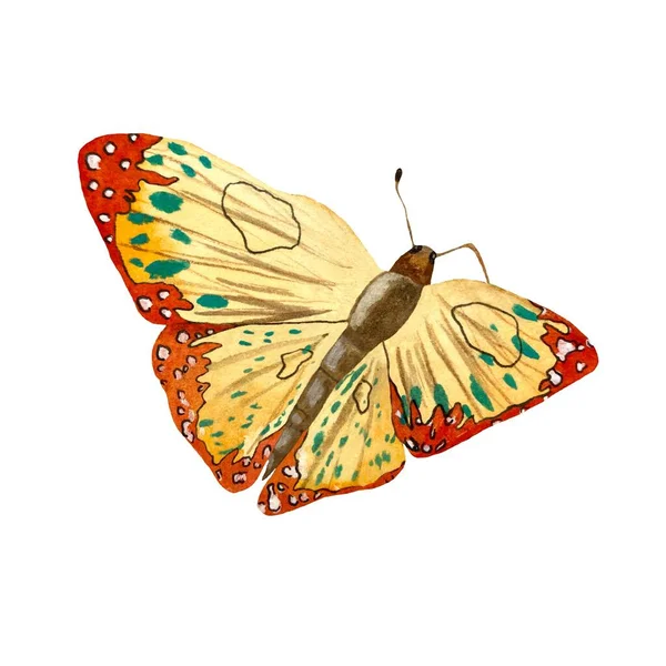 Yellow orange butterfly. A watercolor illustration. Object isolated on white background. Picture for to use in design, home decor, fabrics, prints, textile, cards, invitations, banners, stationery.