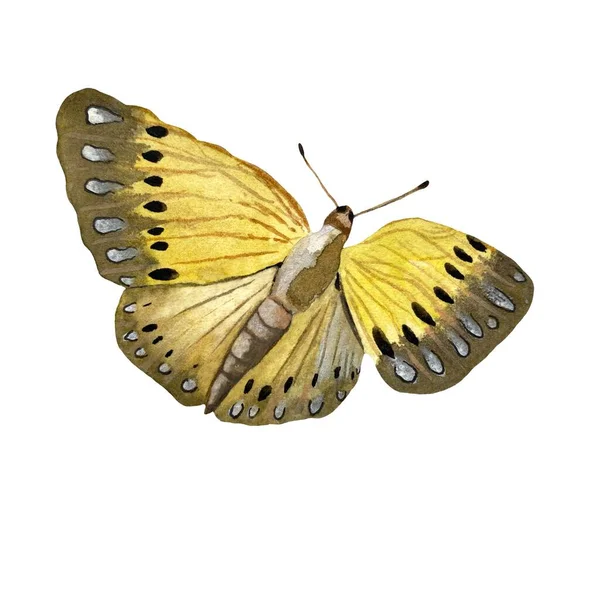 Gelbe Schmetterlingsskizze Eine Aquarell Illustration Objekt Isoliert Auf Weißem Hintergrund — Stockfoto