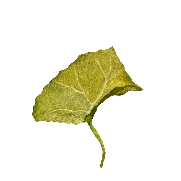 Зеленый Лист Одиночного Объекта Акварель Ручной Рисунок Белом Фоне Изображение — стоковое фото