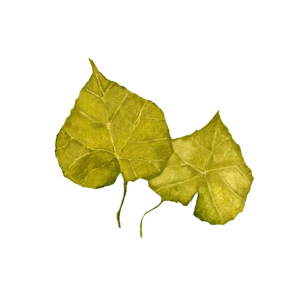 Два Зелених Листя Акварельна Ілюстрація Рука Намальована Ізольовано Білому Тлі — стокове фото