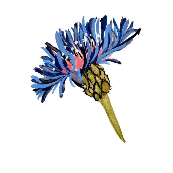 Květinově Modrá Větev Akvarel Ručně Kreslené Izolovaná Ilustrace Bílém Pozadí — Stock fotografie