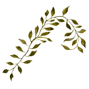 Yeşil Liana skeci. Suluboya çizimi. Tek bir nesne. Beyaz arka planda izole edilmiş. Tasarım, ev dekorasyonu, kumaşlar, tekstil, kartlar, davetiyeler, afişler, kırtasiyeler için resim