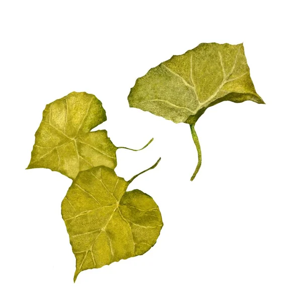 Установить Зеленые Листья Акварель Ручной Рисунок Белом Фоне Изображение Использования — стоковое фото