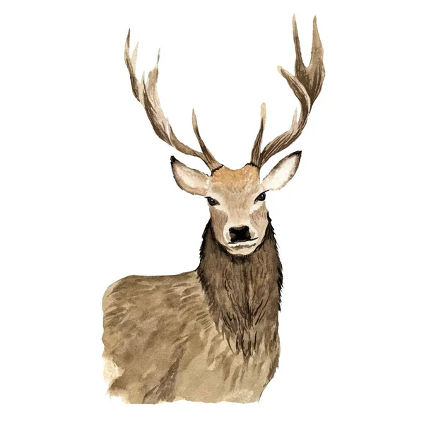 大きな角を持つ茶色の鹿 水彩画のイラストをエレガンス 白い背景に隔離されている デザイン 家の装飾 ファブリック プリント テキスタイル カード 招待状 — ストック写真