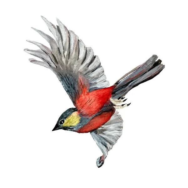 鳥が赤く飛ぶ かわいい水彩イラスト 白地に描かれた手 デザイン 家庭の装飾 ファブリック プリント テキスタイル カード 招待状 — ストック写真