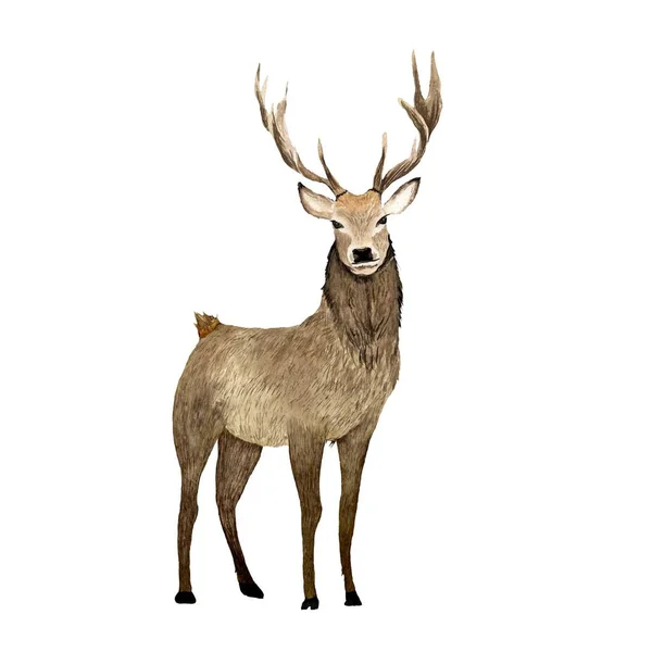 大きな角を持つ茶色の鹿 水彩画のイラストをエレガンス 白い背景に隔離されている デザイン 家の装飾 ファブリック プリント テキスタイル カード 招待状 — ストック写真