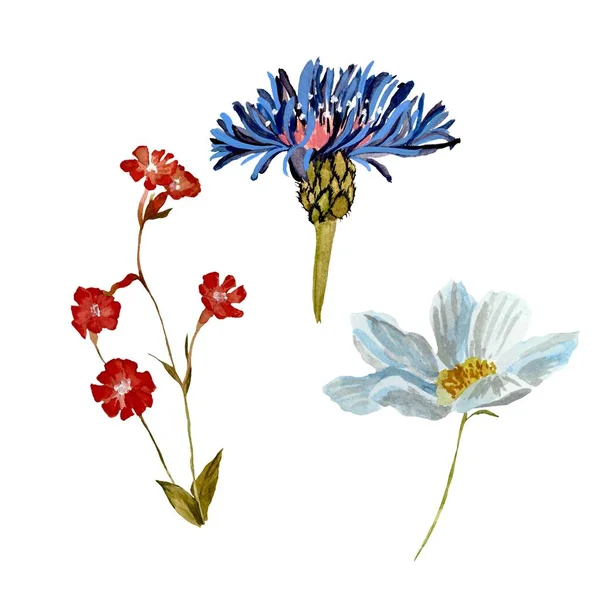 カモミールレッドブルーの花セット 水彩画です 白い背景に隔離されている デザイン 家の装飾 ファブリック プリント テキスタイル カード 招待状 — ストック写真
